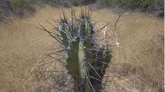 Áreas agrícolas na Caatinga estão cada vez menores.