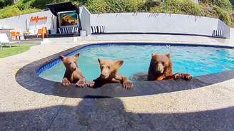 A Maddie e seus dois filhotes adoram passar o tempo na piscina de Brian Gordon e Ricardo Martínez