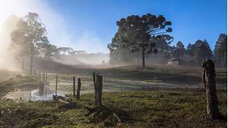 Araucária em paisagem rural de inverno em Pinhão (PR); El Niño deve intensificar a atuação de massas de ar frio no Sul do país durante a primavera