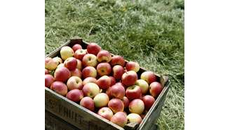 Além de saborosa, a maça ajuda a previnir e combater doenças