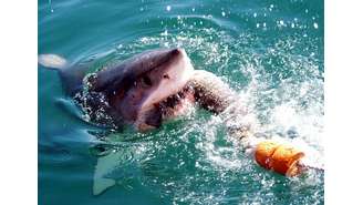 Gansbaai, África do Sul: essa região é conhecida como a Capital do tubarão branco. Não à toa, está nessa lista
