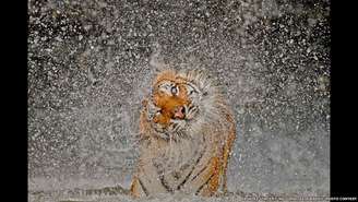 Um tigre chacoalha-se para se secar no zoológico Khao Kheow, na Tailândia. A foto de Ashley Vincent, de título Explosão, na categoria Natureza,  foi a grande vencedora do prêmio neste ano