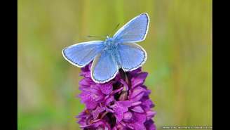 O Polyommatus icarus é a borboleta azul mais difundida na Grã-Bretanha e Irlanda e é encontrada em uma variedade de habitats gramados