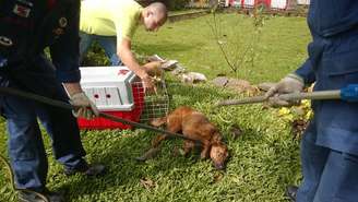 Cão foi encaminhado para tratamento em uma clínica veterinária