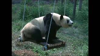 Um panda gigante que ficou deprimida após seu companheiro ser enviado para outro zoológico 