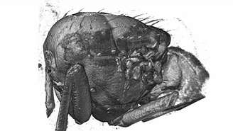 <p>Cientistas fizeram imagem 3D de mosca durante o voo</p>