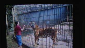 <p>Menino de 11 anos teve o braço mortido por um tigre após invadir área restrita e provocar o animal</p>