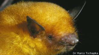 A espécie da Bolívia tinha sido confundida com a Myotis simus