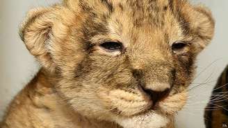 O filhote agora deve ser integrado a um novo grupo de leões ou ser adptado por uma nova mãe