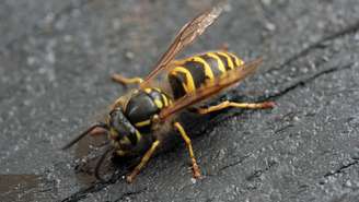 <p>O homem foi capturado após ser atacado por enxame de vespas no Reino Unido</p>