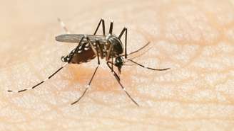 <p>Um dos mosquitos transmissores da Febre Chikungunya é o <em>Aedes aegypti,</em> o mesmo mosquito transmissor da dengue</p>