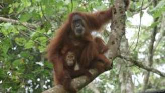 <p>Orangotangos após libertação</p>