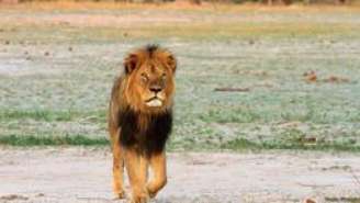 Uma ONG do Zimbábue afirma que Cecil foi alvejado por arco e flecha e depois, por tiros.