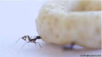 Muitas formigas precisam trabalhar juntas para mover grandes itens.