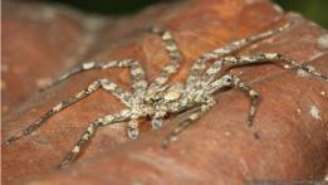 Espécie de aranha 'voadora' habita florestas tropicais da América do Sul