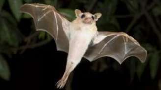 Morcegos estão ameaçados por perda de habitat e propagação de doenças