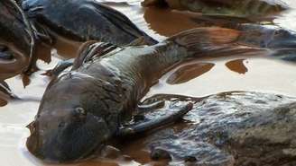 Analistas estimam que a passagem da lama e produtos químicos tenha reduzido o oxigênio do rio Doce a níveis próximos a zero, levando milhares de peixes à morte por asfixia