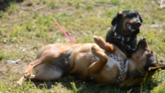 Para chegar às conclusões, cientistas gravaram cachorros brincando em um parque de Palermo, na Itália