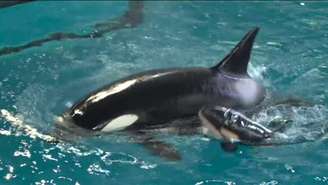 No ano passado, parque SeaWorld anunciou o fim da reprodução desses animais em cativeiro.