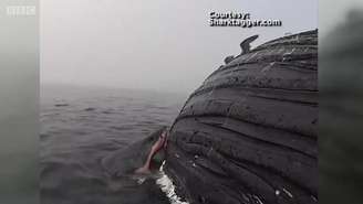 Tubarão come carcaça de baleia-jubarte na Califórnia