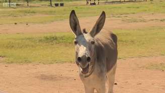 ";Perdi cinco burros (para gangues) e se eu perder mais um, não vou poder alimentar minha família", diz Lucky Montsho, proprietário de burros.