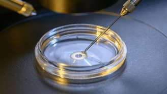 Pesquisas com embriões humanos estão gerando debates sobre ética na comunidade científica 