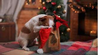 Cachorros costumam xeretar comidas e decorações de Natal | Foto: Getty Images