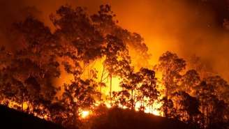 Pesquisadores apontam que aves alastram incêndios para capturar suas presas com mais facilidade