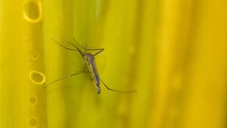 Quem tem restrições à vacina de febre amarela deve buscar se proteger dos mosquitos