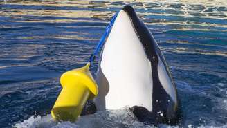 Wikie, uma fêmea orca de 16 anos, foi ensinada a imitar palavras em inglês e contar até 3 | Foto: Marineland