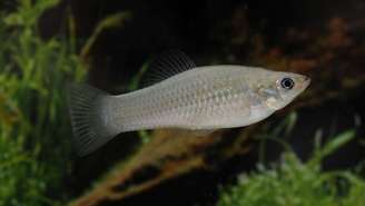 O pequeno peixe se reproduz de forma assexuada e desafia teoria de extinção da espécie
