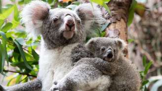A população de coalas caiu drasticamente nas últimas duas décadas. Um dos motivos é a clamídia, doença sexualmente transmissível.