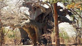 Panke, o mais antigo baobá africano conhecido, que aparece nesta imagem registrada em 1997, foi um das árvores que morreram