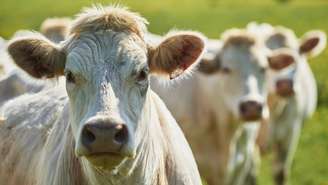 Indústria da carne é forte na França, onde apenas 3% da população é vegetariana