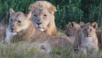 Segundo o dono da reserva, os caçadores encontraram um grupo grande de leões que vive no local - esta família faz parte do bando
