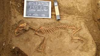 Primeiros cães vieram para as Américas apenas por volta de 10 mil anos atrás, segundo achados arqueológicos