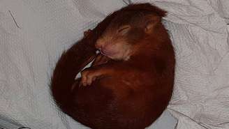 O filhote de esquilo caiu no sono depois de correr atrás do homem
