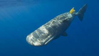 Várias espécies marinhas, desde os menores até baleias gigantes, acabam comendo plástico porque sentem nele cheiro de comida
