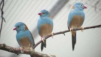 Pesquisadores analisaram o comportamento do cordon-bleu-de-cabeça-azul