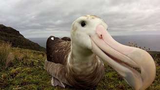 Só restam 2 mil casais de albatroz-de-tristão na ilha de Gough