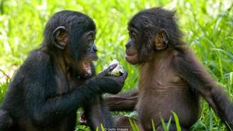 Bonobos fêmeas se unem para vencer machos agressivos - mas são mais inclinadas a fazer amor, e não guerra