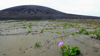 Vegetação nascida de sementes espalhadas por aves está colonizando a lama, na nova ilha do Pacífico