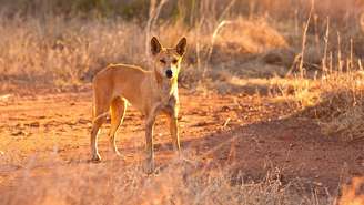 O dingo entrou na van, na Ilha Fraser, e mordeu o pescoço da criança