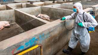 A China alega ter abatido mais de um milhão de porcos, mas analistas acreditam que o número pode estar sendo subnotificado