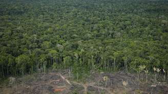 Num artigo, Stephen M. Walt, professor de Relações Internacionais, criou um cenário hipotético em que os EUA ameaçam invadir o Brasil para impedir a destruição da Floresta Amazônica