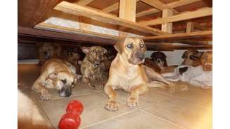 Cães que foram abrigados por Chelle Phillips por ameaça do furacão Dorian, nas Bahamas.