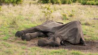 Há indícios de que os elefantes morreram pouco antes de chegar às poças d'água