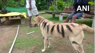 Fazendeiro pintou listras no seu cachorro Bulbul para deixá-lo parecido com um tigre