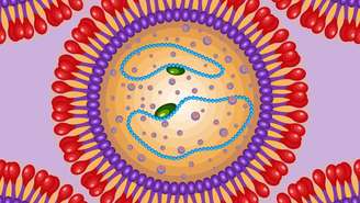 Todos os casos já identificados no Brasil foram provocados pelo arenavírus, uma variante do vírus sabiá