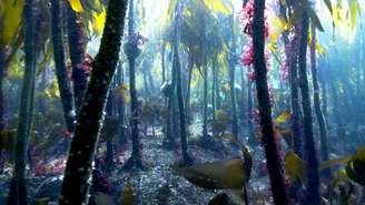 Kelp forest